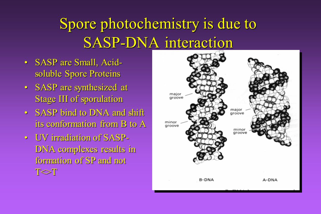 Small-acid-soluble-spore-proteins