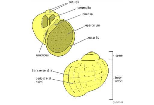Susunan-Cangkang-Gastropoda
