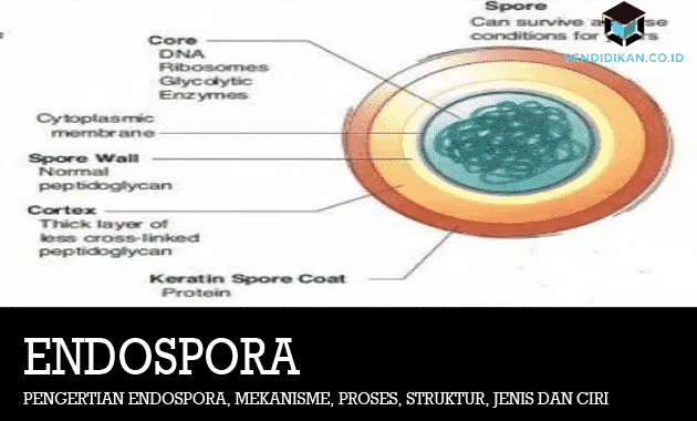 pengertian-endospora