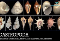 pengertian-gastropoda