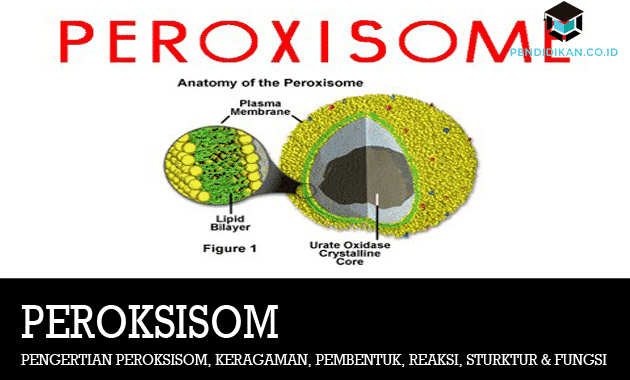 pengertian-peroksisom