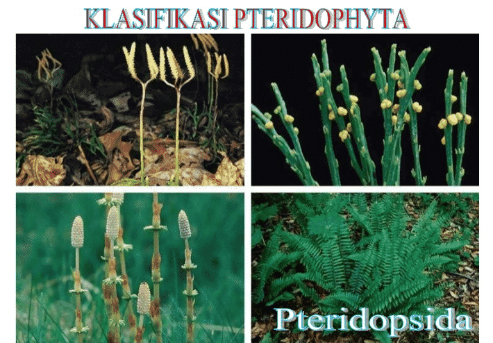 Klasifikasi-Pteridophyta