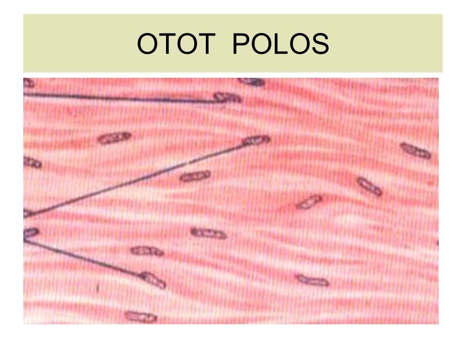 Morfologi-Otot-Polos