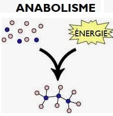 Fungsi-Reaksi-Anabolisme-dalam-Tubuh
