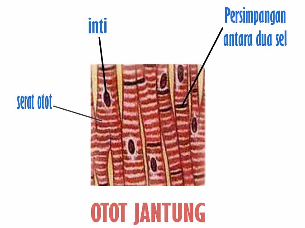 Fungsi-Otot-Jantung