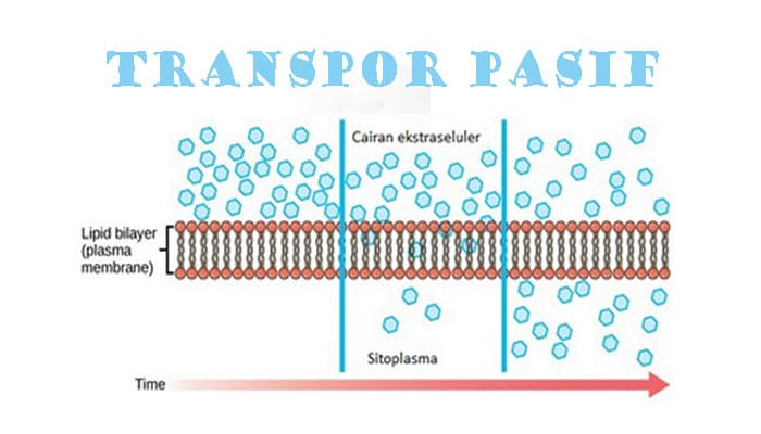 Transport pasif membran